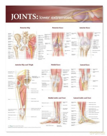 Joints of the Lower Extremities Anatomical Chart - Anatomical Chart Company [KSIĄŻKA]