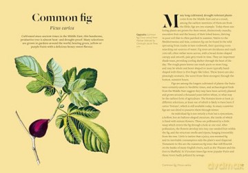 Kew - Parched: 50 plants that thrive and survive in a dry garden - Philip Clayton [KSIĄŻKA]