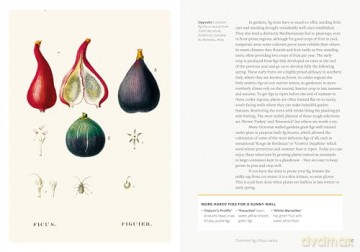 Kew - Parched: 50 plants that thrive and survive in a dry garden - Philip Clayton [KSIĄŻKA]