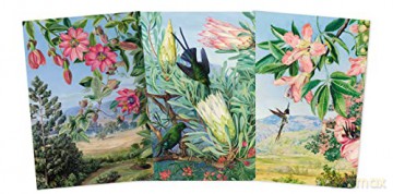 Kew Gardens: Marianne North Set of 3 Midi Notebooks: Marianne North Midi Notebook Collection (Midi Notebook Collections) - Flame Tree Studio [KSIĄŻKA]