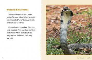 King Cobras (Animals) - Jaclyn Jaycox [KSIĄŻKA]