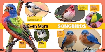 Little Kids First Nature Guide Birds - Moira Rose Donohue [KSIĄŻKA]