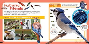 Little Kids First Nature Guide Birds - Moira Rose Donohue [KSIĄŻKA]
