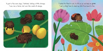 Little Ladybird (An illustrated story about the life-cycle of a ladybird) [KSIĄŻKA]
