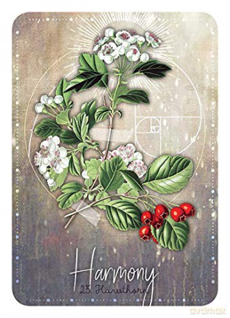Magickal Herb Oracle: Enchanting Secrets From the Garden (Rockpool Oracle Card) - Cheralyn Darcey [KSIĄŻKA]
