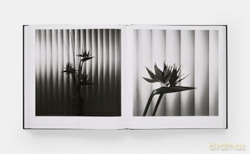 Mapplethorpe Flora: The Complete Flowers - Mark Holborn [KSIĄŻKA]