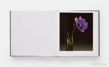 Mapplethorpe Flora: The Complete Flowers - Mark Holborn [KSIĄŻKA]
