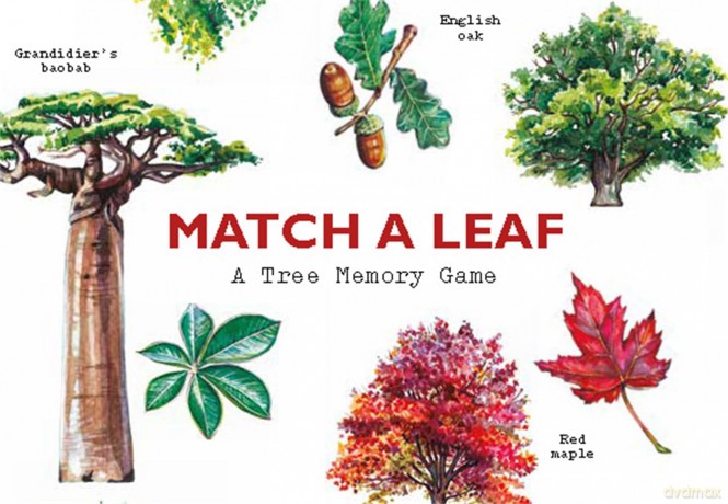 Match a Leaf: A Tree Memory Game: 1 - Tony Kirkham [KSIĄŻKA]