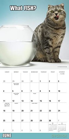 Meow Memes September 2022-December 2023 Calendar (WALL 16 MONTH) [KALENDARZ]