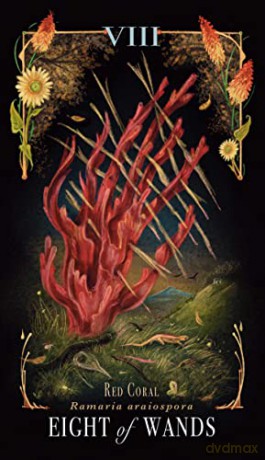 Midnight Magic: A Tarot Deck of Mushrooms - Sara Richard [KSIĄŻKA]
