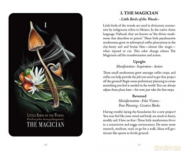 Midnight Magic: A Tarot Deck of Mushrooms - Sara Richard [KSIĄŻKA]