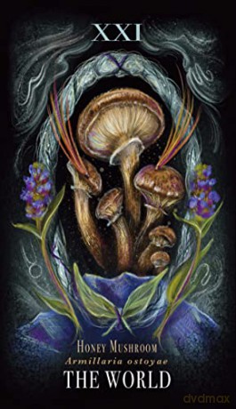 Midnight Magic: A Tarot Deck of Mushrooms - Sara Richard [KSIĄŻKA]