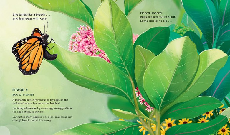 Milkweed for Monarchs - Christine Van Zandt [KSIĄŻKA]