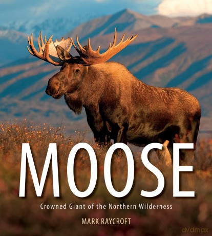 Moose: Crowned Giant of the Northern Wilderness - Mark Raycroft [KSIĄŻKA]