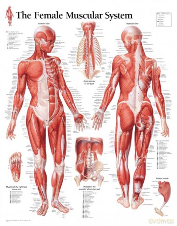 Muscular System with Female Figure Paper Poster [KSIĄŻKA]
