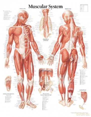 Muscular System with Male Figure Paper Poster [KSIĄŻKA]