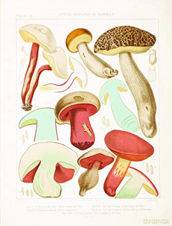 Mushroom Postcards - Pie International [KSIĄŻKA]