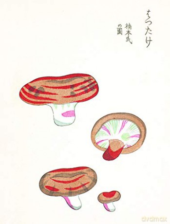 Mushroom Postcards - Pie International [KSIĄŻKA]