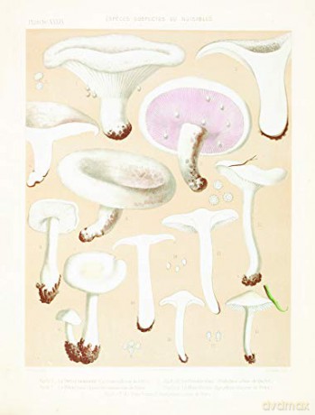 Mushroom Postcards - Pie International [KSIĄŻKA]