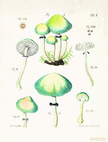 Mushroom Postcards - Pie International [KSIĄŻKA]