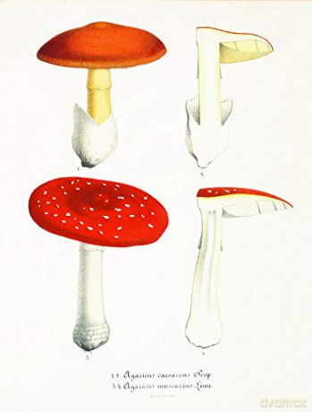 Mushroom Postcards - Pie International [KSIĄŻKA]