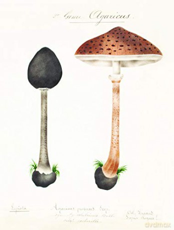 Mushroom Postcards - Pie International [KSIĄŻKA]