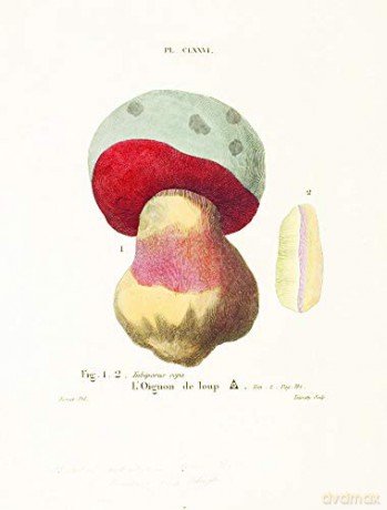 Mushroom Postcards - Pie International [KSIĄŻKA]