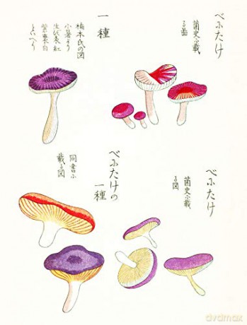 Mushroom Postcards - Pie International [KSIĄŻKA]