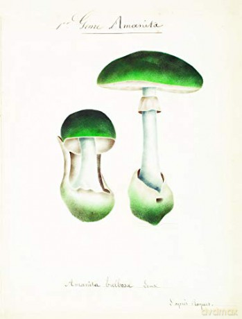 Mushroom Postcards - Pie International [KSIĄŻKA]