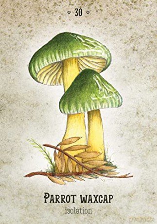 Mushroom Spirit Oracle: (36 Gilded Cards and 112-Page Full-Color Guidebook) - Nicola McIntosh [KSIĄŻKA]
