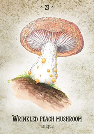 Mushroom Spirit Oracle: (36 Gilded Cards and 112-Page Full-Color Guidebook) - Nicola McIntosh [KSIĄŻKA]