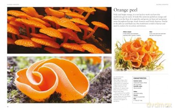 Mushrooms: A guide to fungi and toadstools - Liz O'Keefe [KSIĄŻKA]