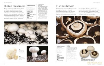 Mushrooms: A guide to fungi and toadstools - Liz O'Keefe [KSIĄŻKA]