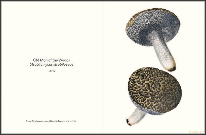 Mushrooms: An Abbeville Notecard Set (Detailed Notes) - Abbeville Press [KSIĄŻKA]