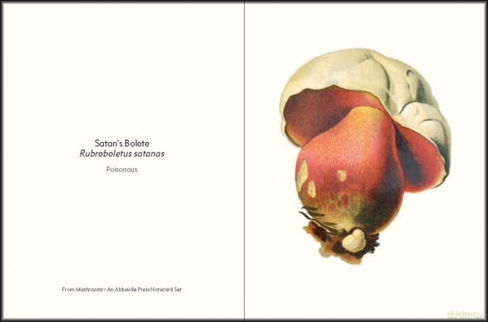 Mushrooms: An Abbeville Notecard Set (Detailed Notes) - Abbeville Press [KSIĄŻKA]