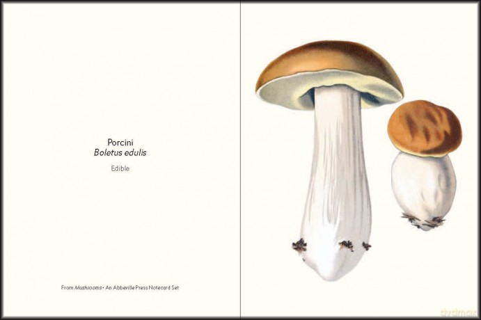 Mushrooms: An Abbeville Notecard Set (Detailed Notes) - Abbeville Press [KSIĄŻKA]