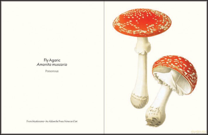 Mushrooms: An Abbeville Notecard Set (Detailed Notes) - Abbeville Press [KSIĄŻKA]