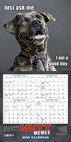 Mutt Memes 2023 16-Month (WALL 16 MONTH) [KALENDARZ]