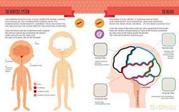 My First Book of the Human Body: Montessori Activity Book - Chiara Piroddi [KSIĄŻKA]