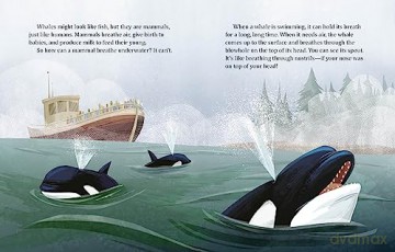 My Little Golden Book About Whales - Bonnie Bader [KSIĄŻKA]