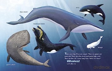 My Little Golden Book About Whales - Bonnie Bader [KSIĄŻKA]