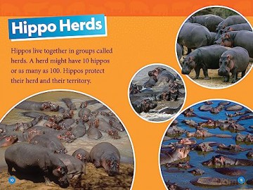 National Geographic Kids Hippos (Level 1) (National Geographic Kids, Level 1) - Maya Myers [KSIĄŻKA]