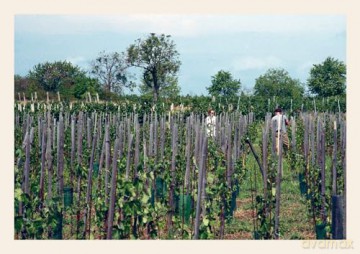 Natural Wine, No Drama: An Unpretentious Guide - Honey Spencer [KSIĄŻKA]
