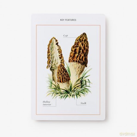 New York Botanical Garden Mushroom Identification Flashcards: 100 Common Mushrooms of North America - The New York Botanical Garden [KSIĄŻKA]