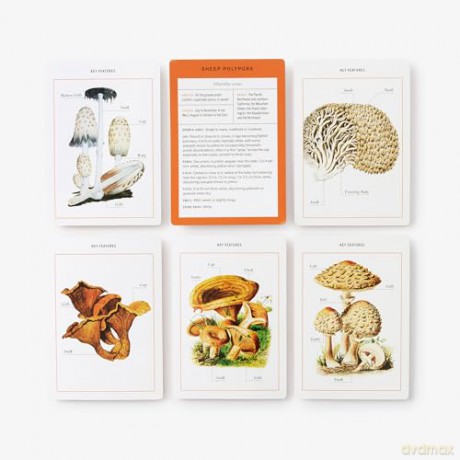 New York Botanical Garden Mushroom Identification Flashcards: 100 Common Mushrooms of North America - The New York Botanical Garden [KSIĄŻKA]