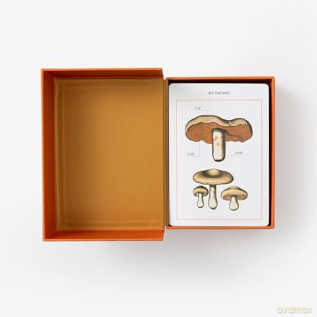 New York Botanical Garden Mushroom Identification Flashcards: 100 Common Mushrooms of North America - The New York Botanical Garden [KSIĄŻKA]
