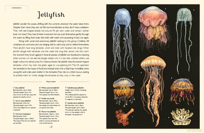 Oceanarium (Junior Edition) (Welcome To The Museum) - Loveday Trinick [KSIĄŻKA]