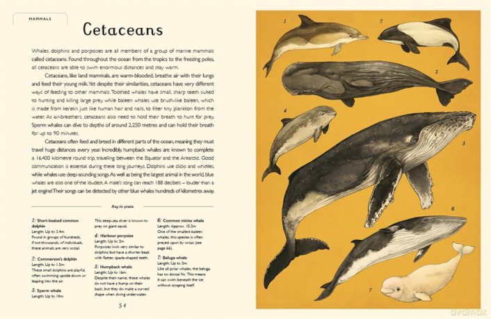 Oceanarium (Junior Edition) (Welcome To The Museum) - Loveday Trinick [KSIĄŻKA]