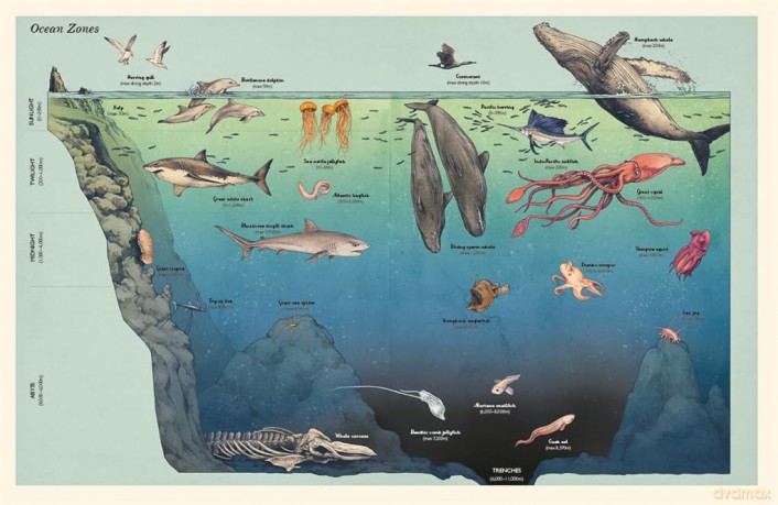 Oceanarium (Junior Edition) (Welcome To The Museum) - Loveday Trinick [KSIĄŻKA]