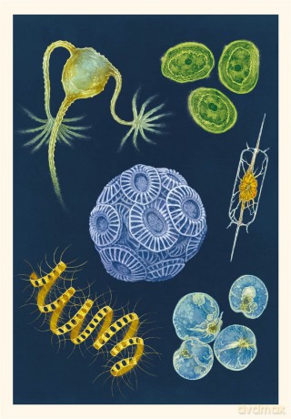Oceanarium Postcards (Welcome To The Museum) - Loveday Trinick [KALENDARZ]